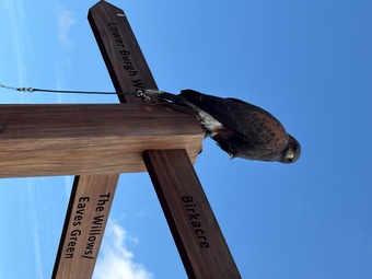 5year old female harris hawk