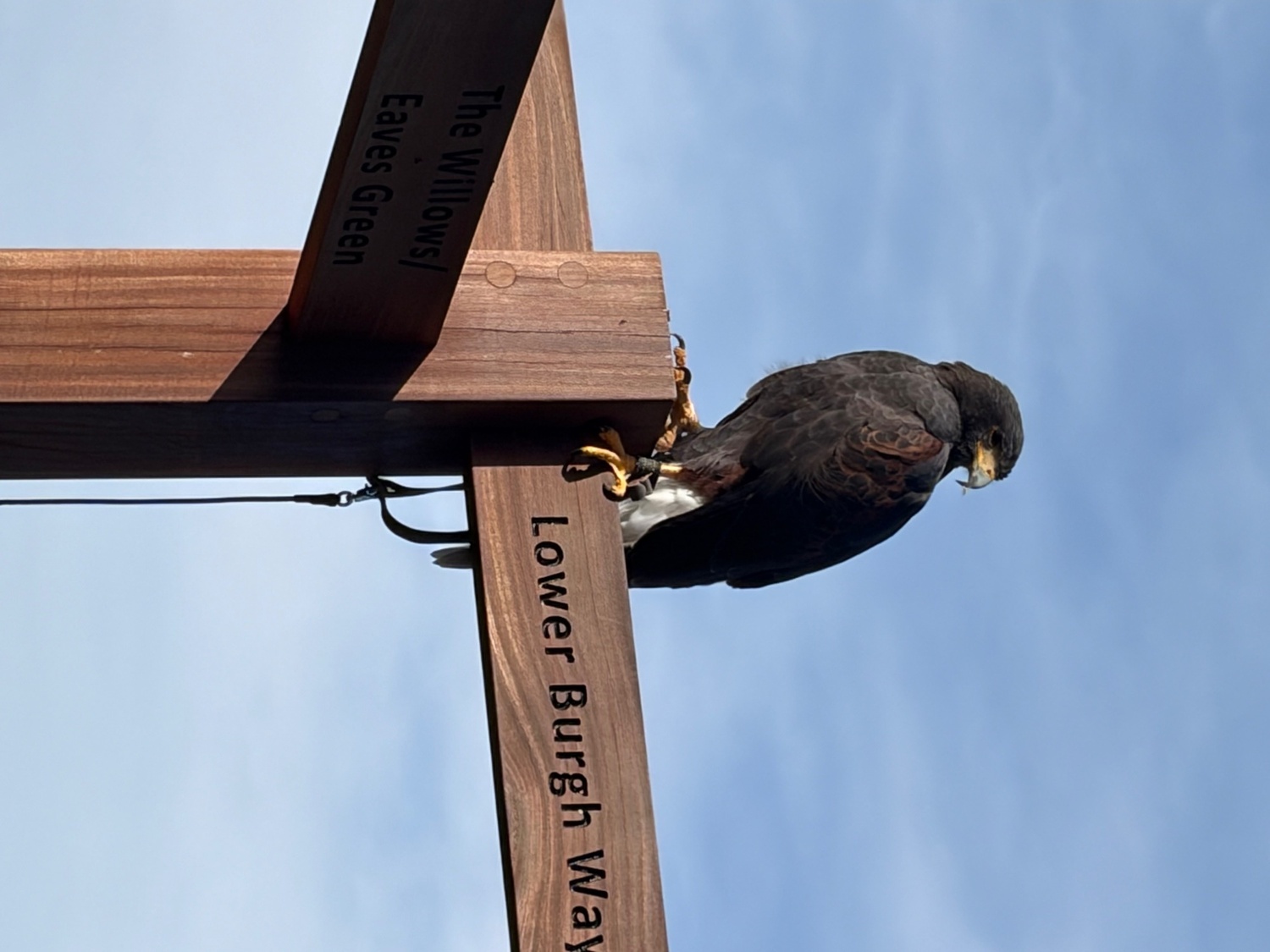 Hawks - 5year old female harris hawk