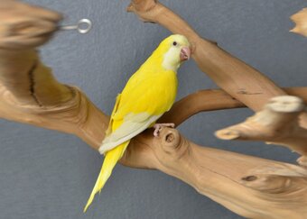 Baby Yellow Quaker