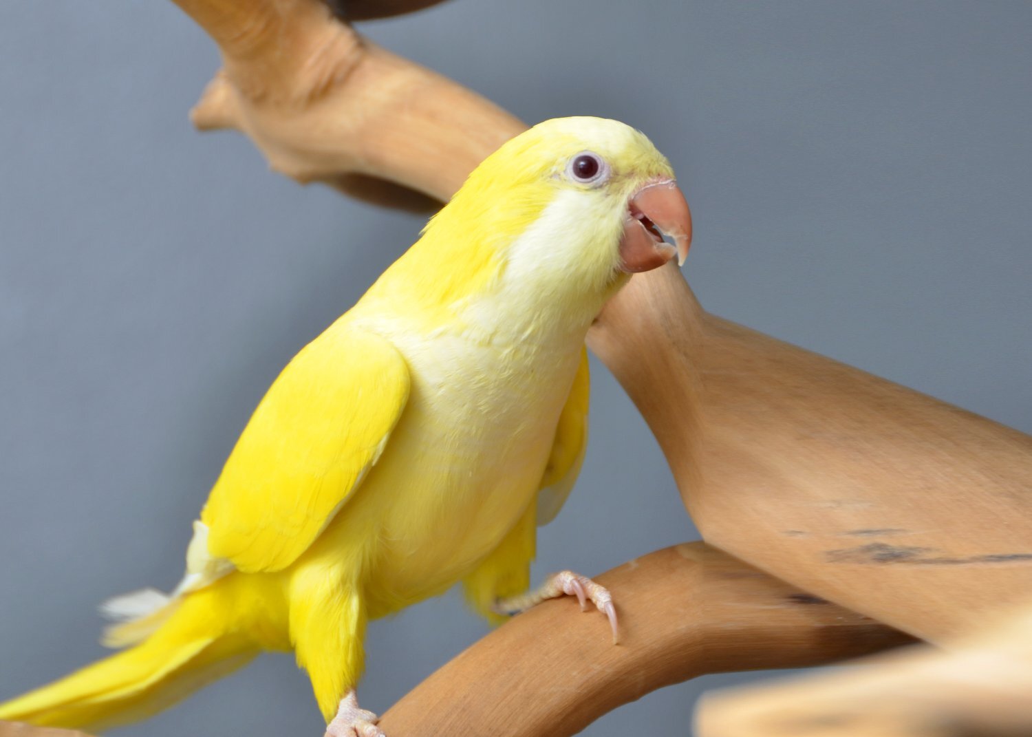 Parakeets