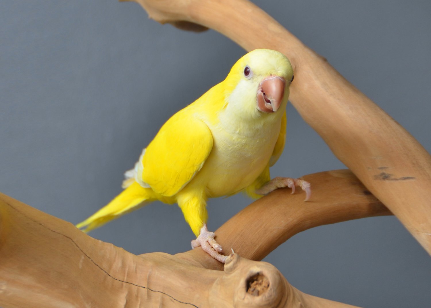 Parakeets - {TYPE}
