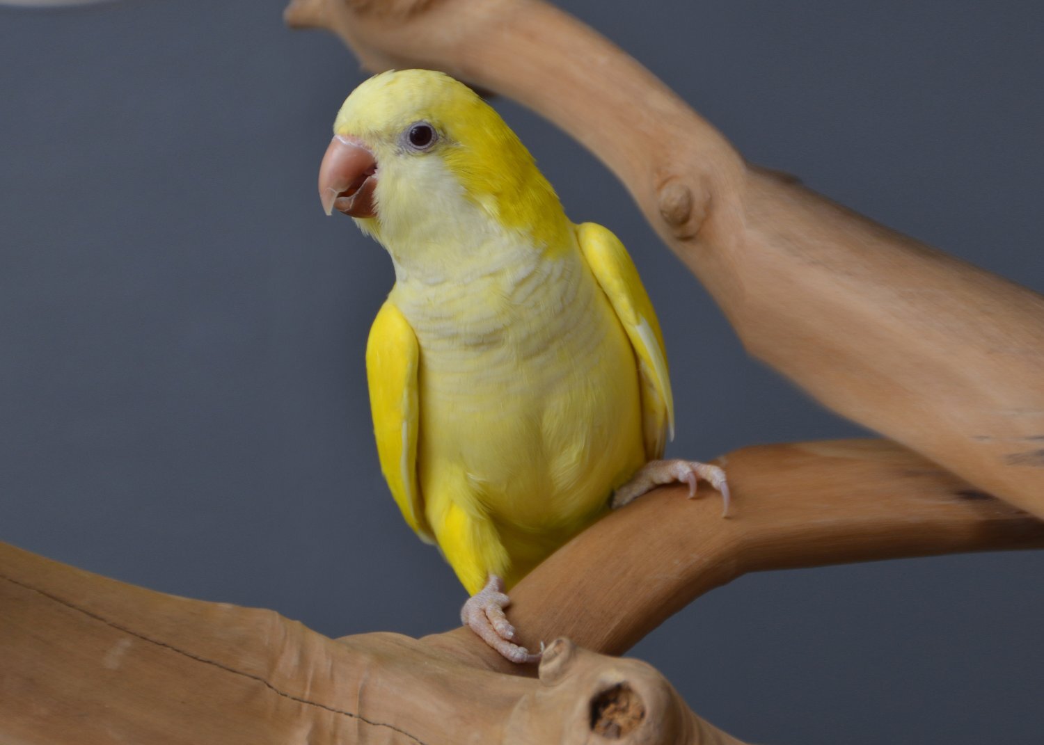 Parakeets - Baby Yellow Quaker