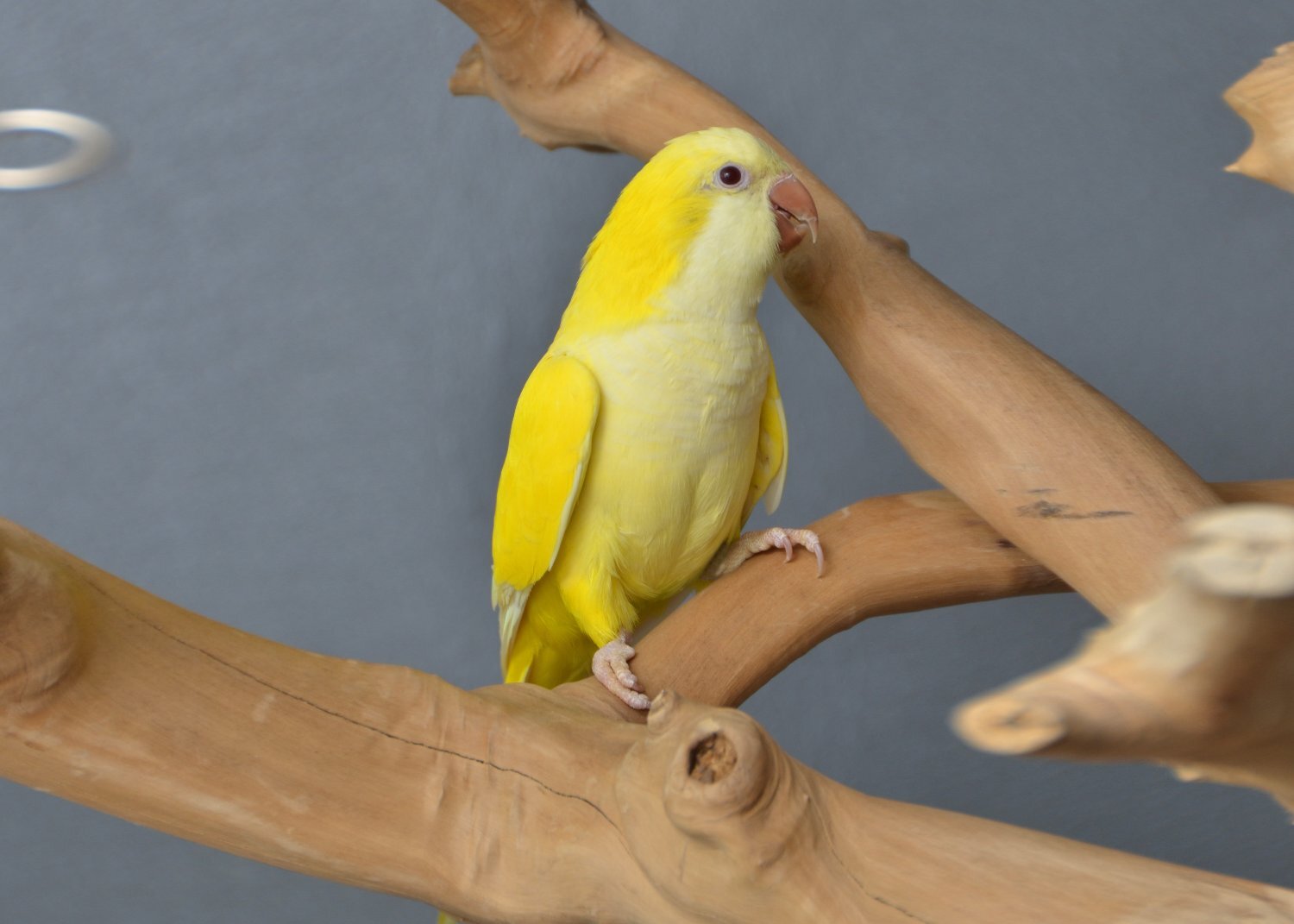Baby Yellow Quaker - Parakeets