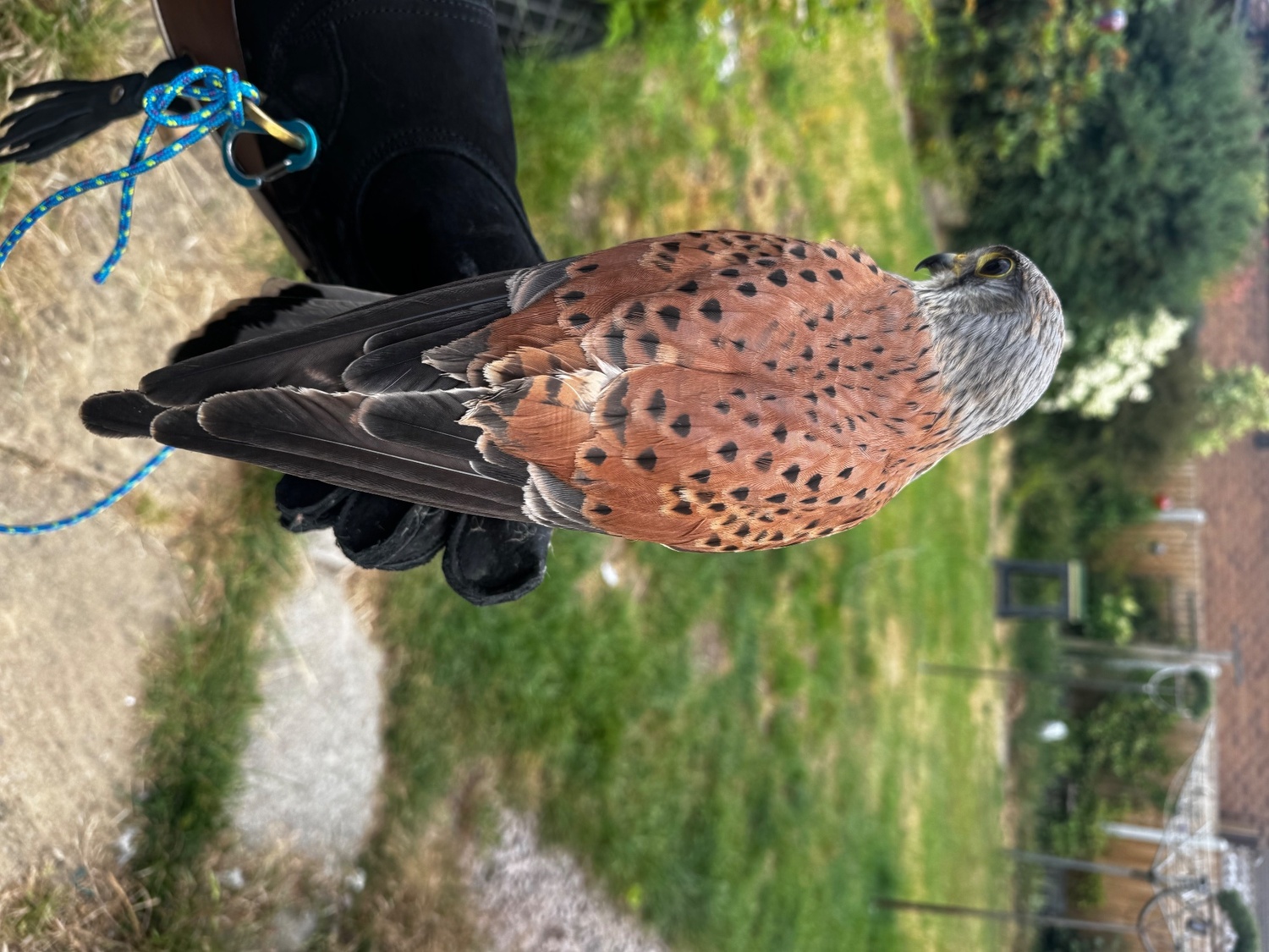 A common kestrel  in {LOCATION}