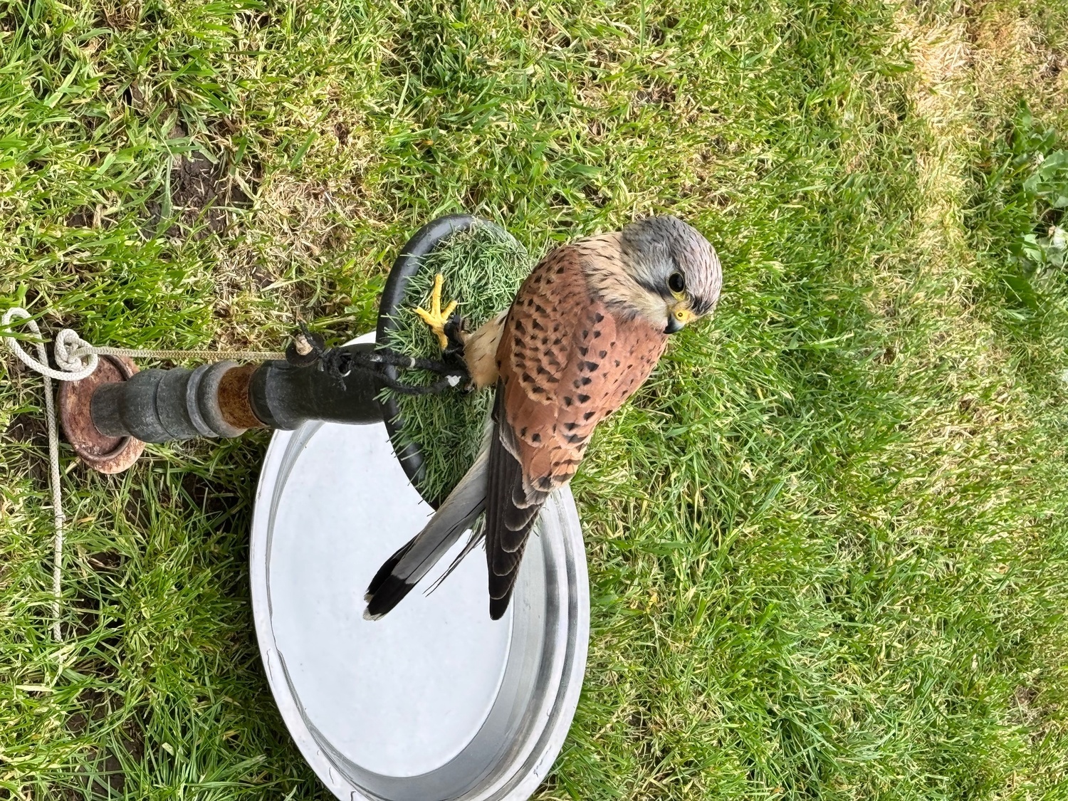 Kestrels