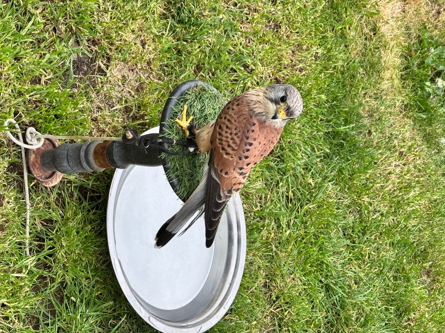 Kestrels - {TYPE}