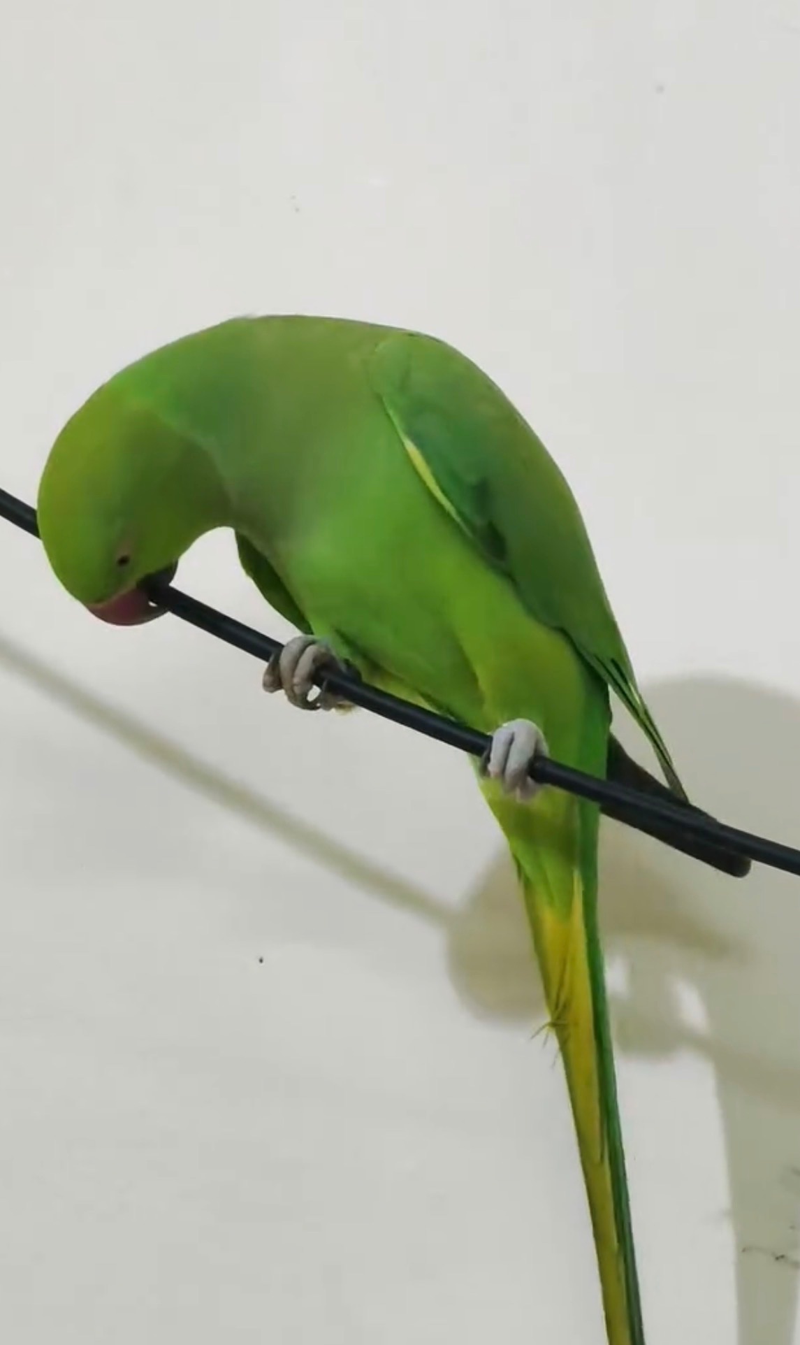 Other Parrots