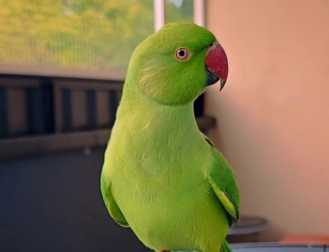 Other Parrots - {TYPE}