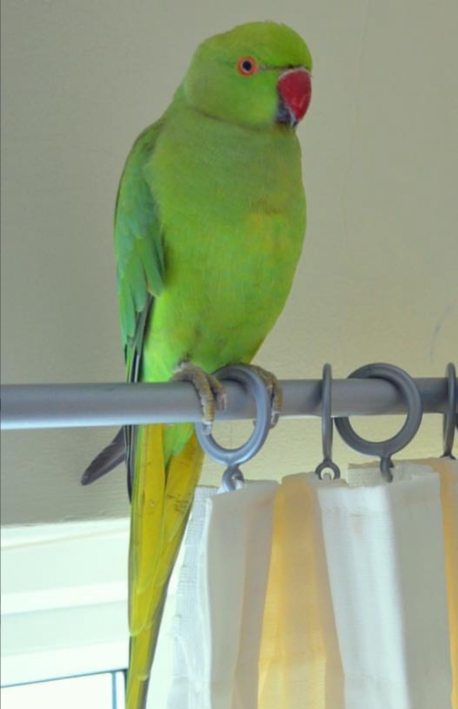 Other Parrots - My baby ring neck tamed talking parrot 