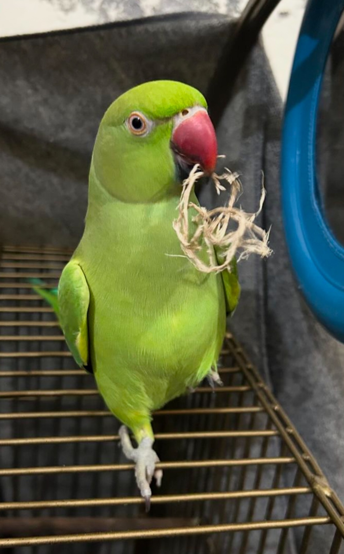 My baby ring neck tamed talking parrot  - Other Parrots