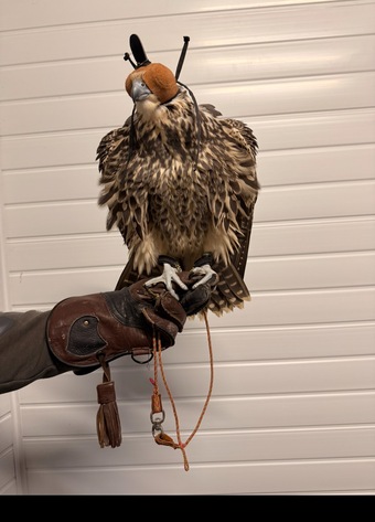 Peregrine / Sakers 