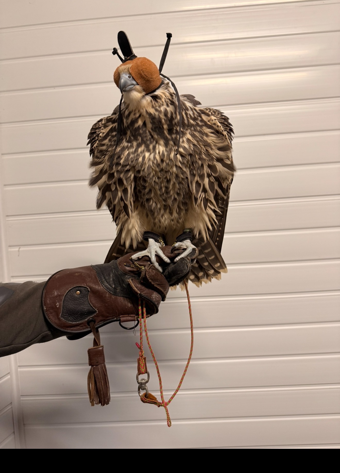 Peregrine / Sakers  in {LOCATION}