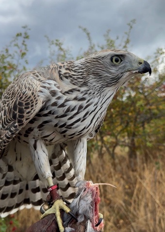 Make goshawk imprint 10 weeks old flying to lure feathe perfect . 