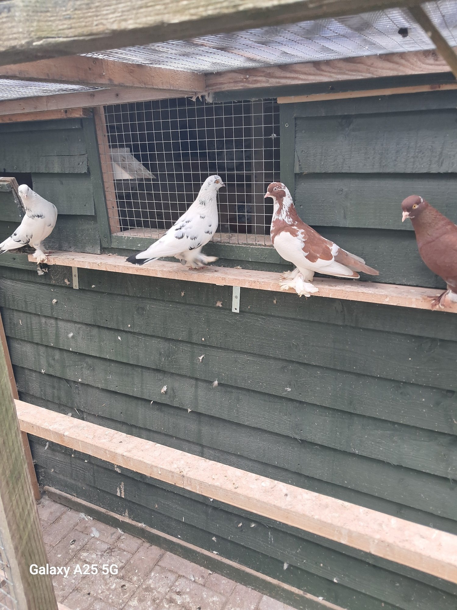Pigeons