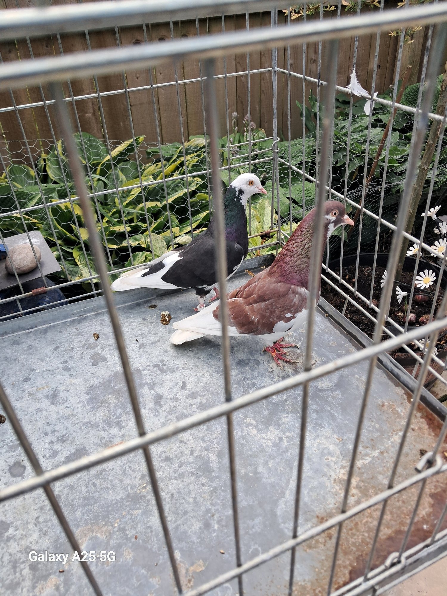 Pigeons -  Pairs of Birmingham rollers