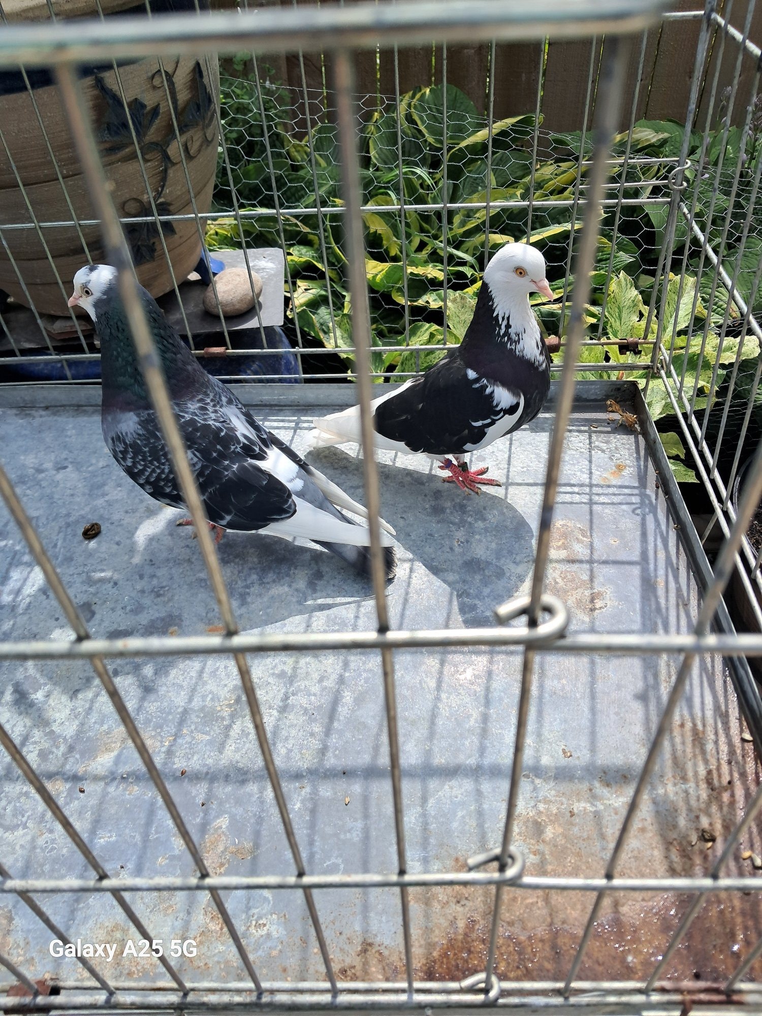  Pairs of Birmingham rollers - Pigeons