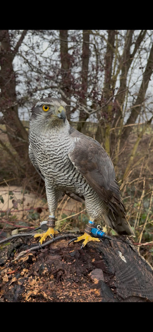 Goshawk MALE 4yrs old