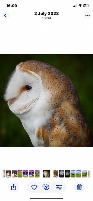 2016 male barn owl, proven breeding bird. 