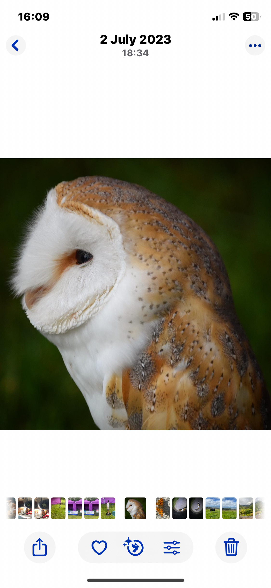 2016 male barn owl, proven breeding bird.  in {LOCATION}