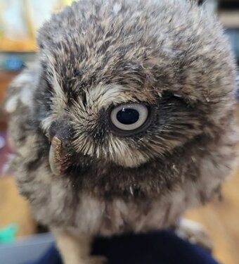 Little Owl  with cites cert 6 MONTHS OLD