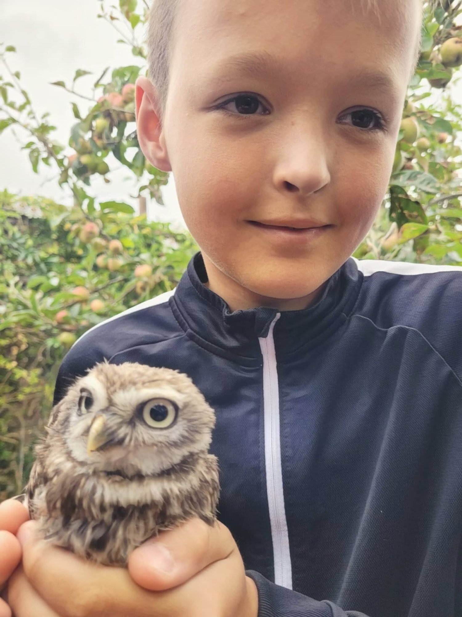 Owls