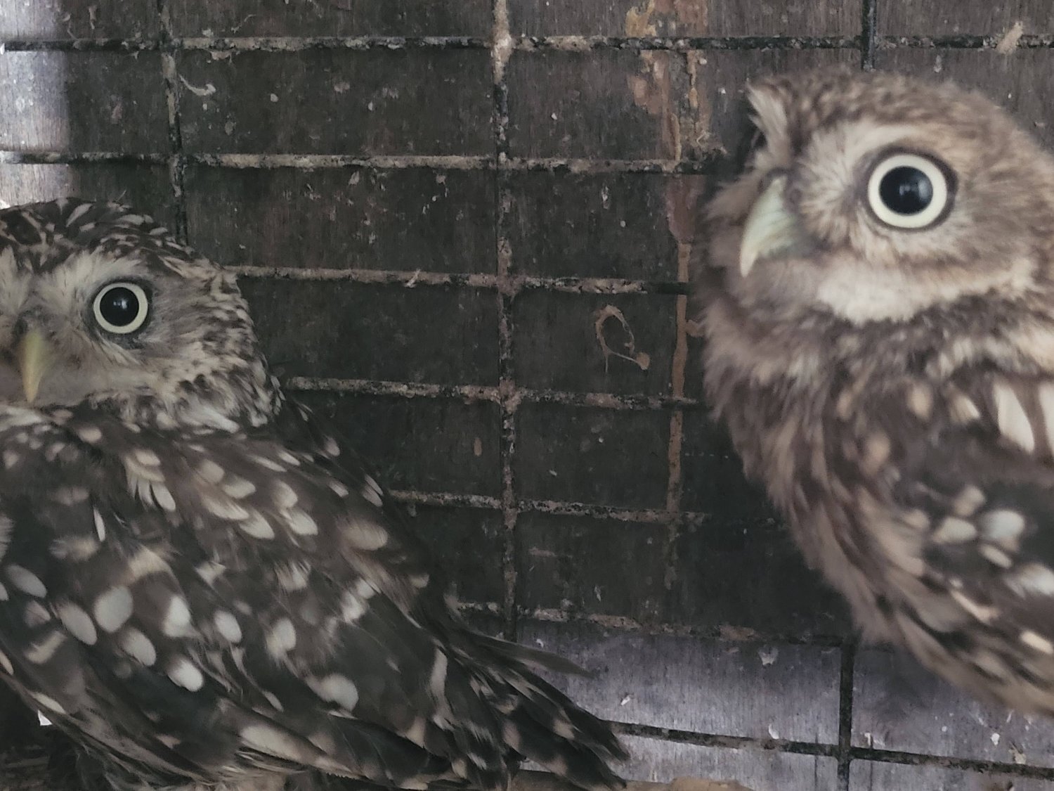 Owls - {TYPE}