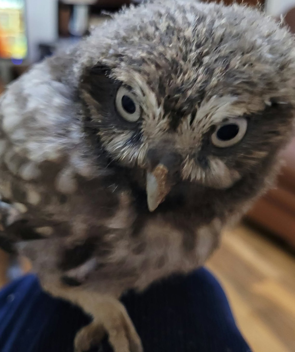 Owls - Little Owl  with cites cert 6 MONTHS OLD