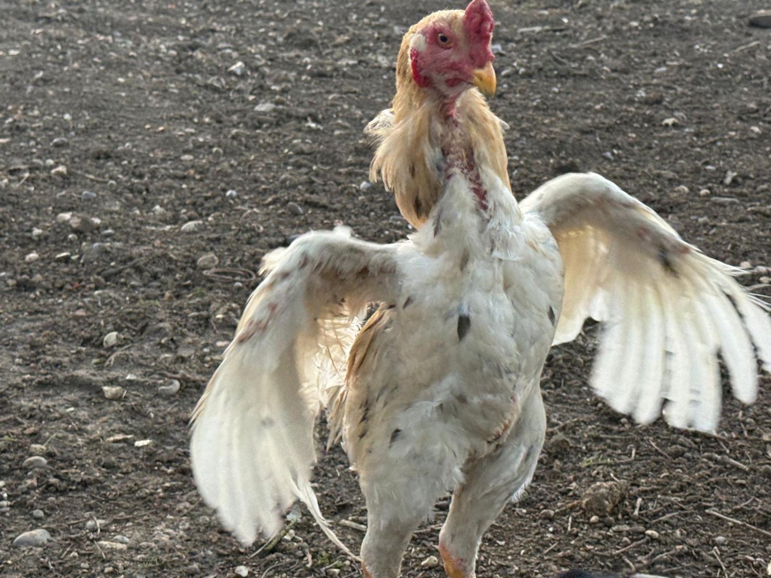 O Shamo Chicken in {LOCATION}
