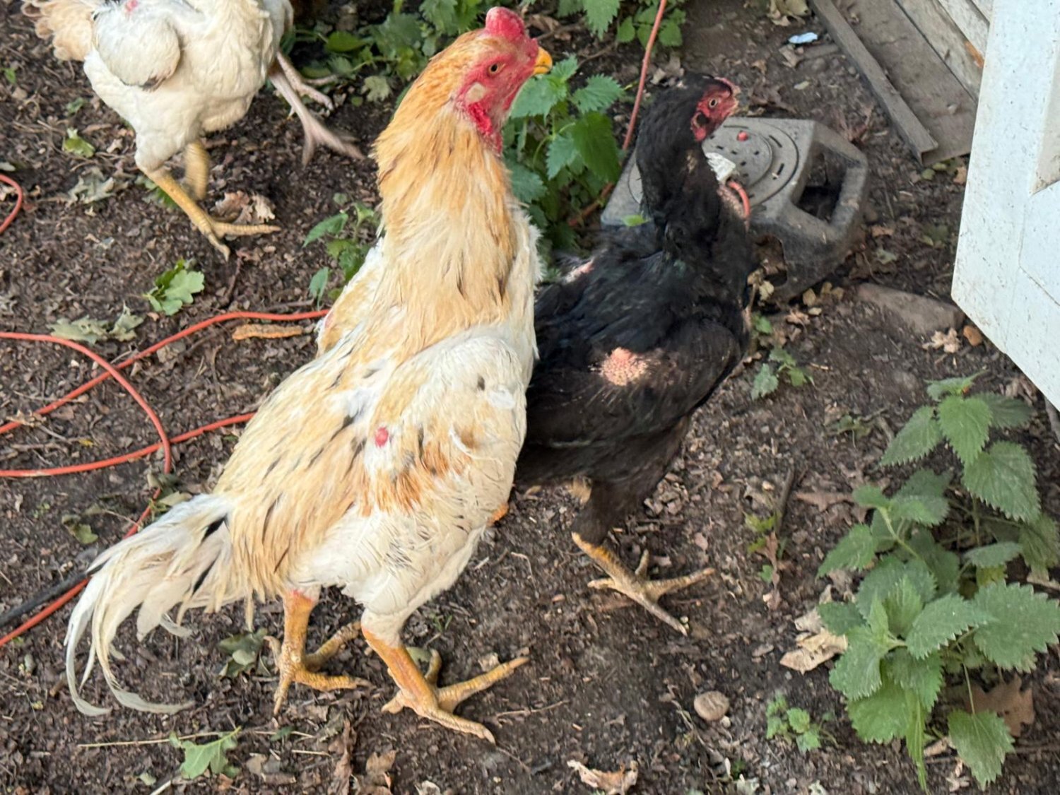 Chickens