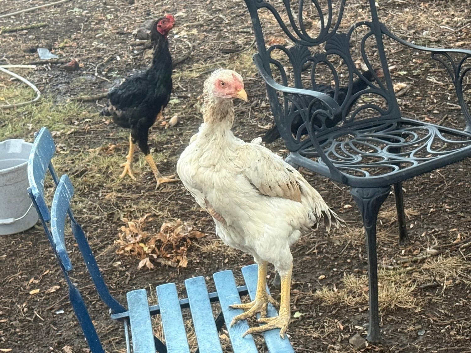 Chickens - {TYPE}