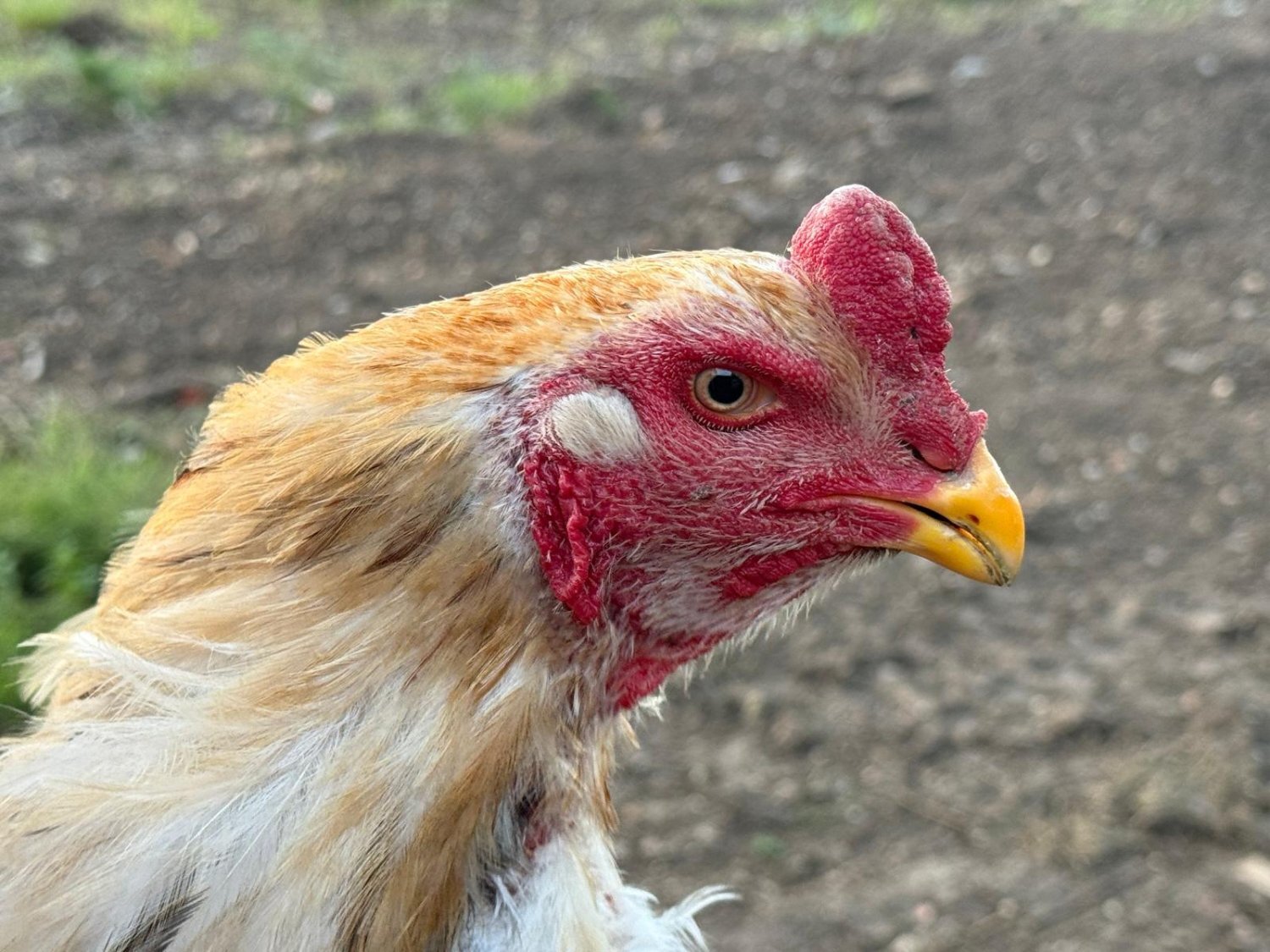 Chickens - O Shamo Chicken