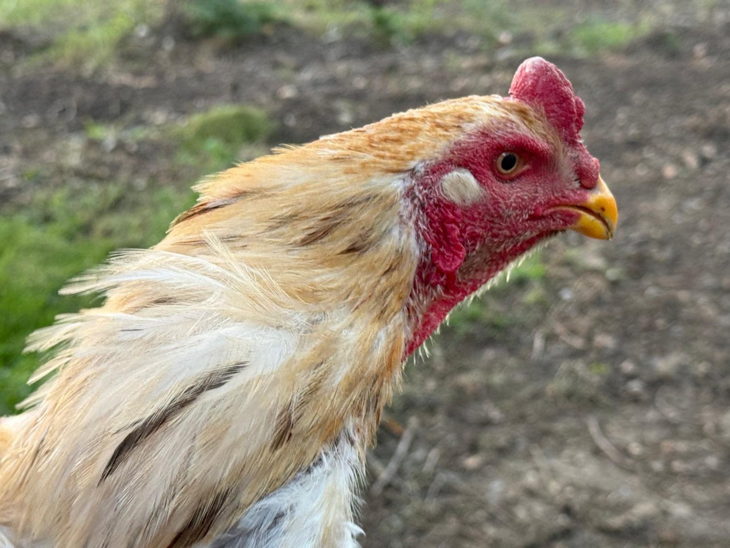 O Shamo Chicken - Chickens