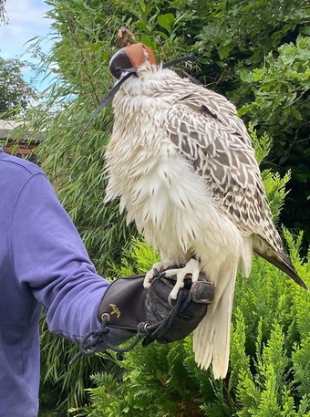 2026 Large White Gyr x Sakers