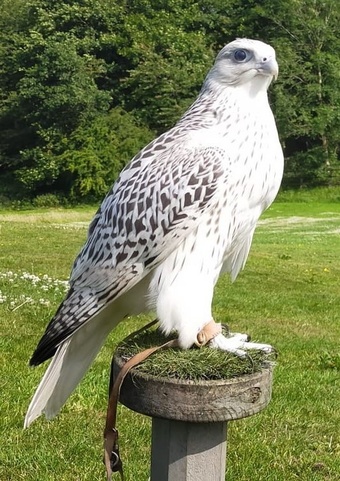 Breeding Pairs Gyr x Saker & Gyr x Peregrine Falcons