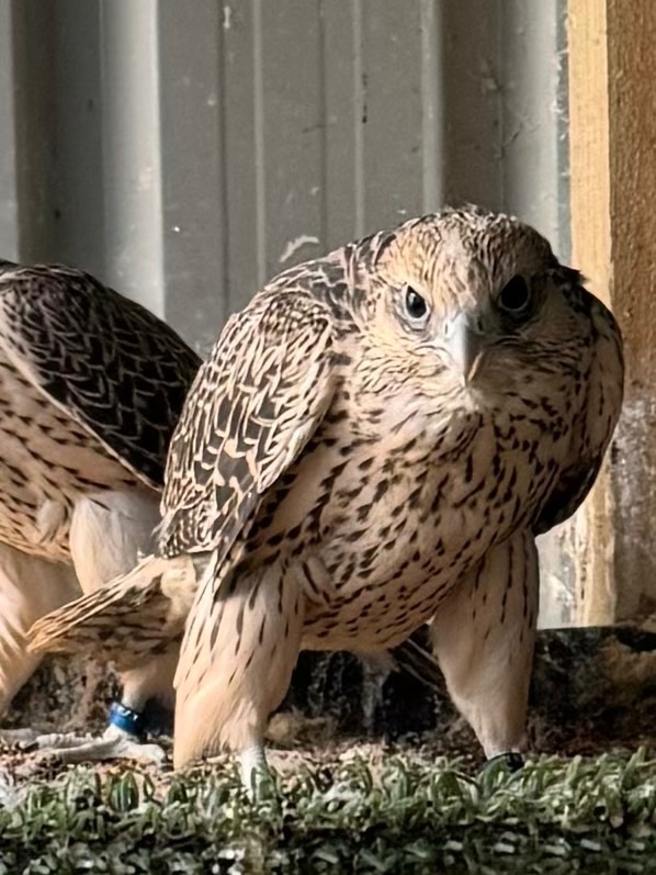Falcons
