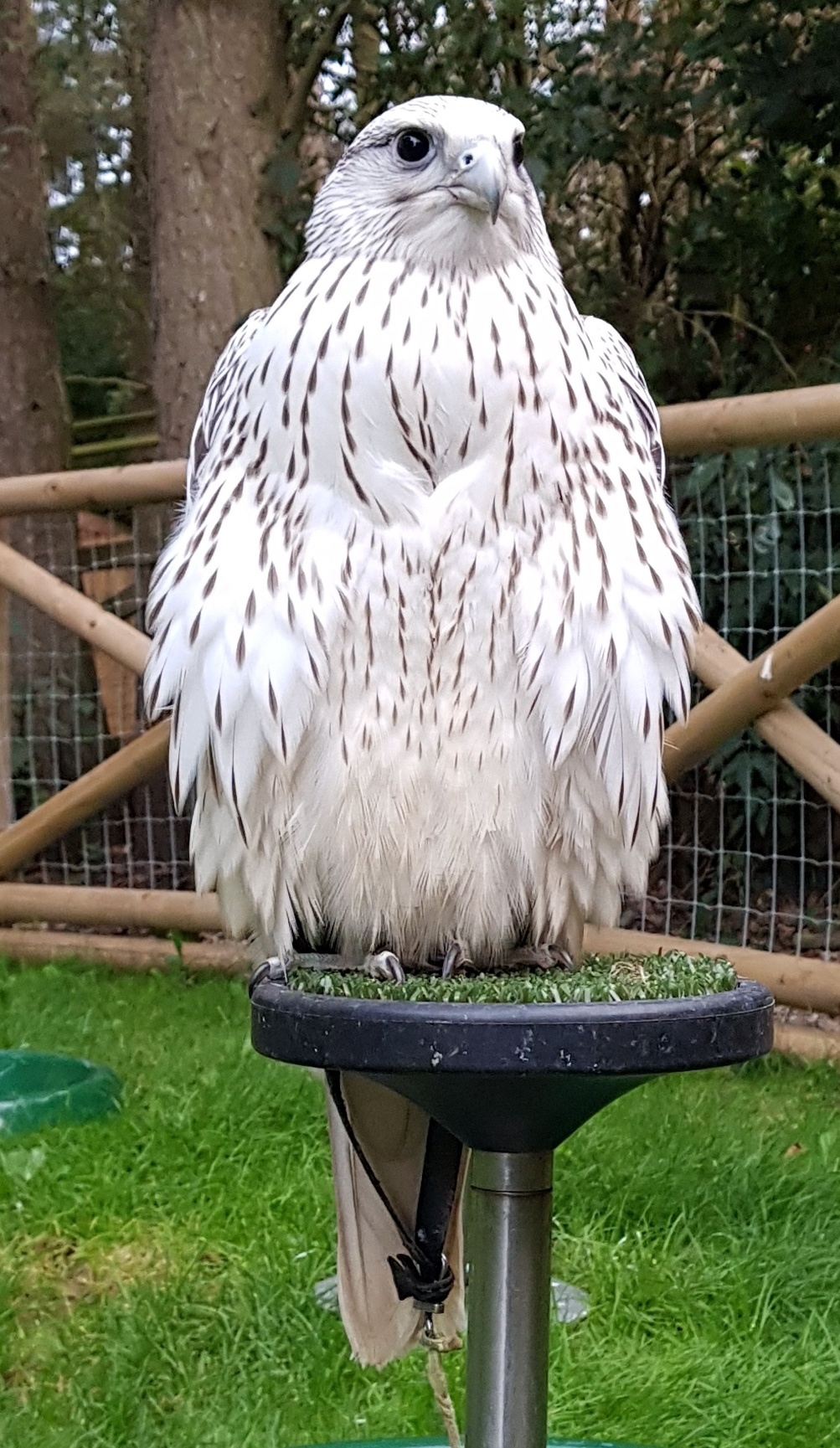 Falcons - {TYPE}