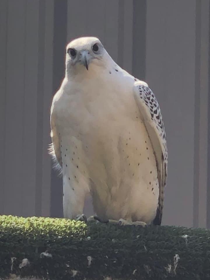 Falcons - Breeding Pairs Gyr x Saker & Gyr x Peregrine Falcons