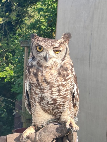 African spotted eagle owl, 4 year old, ex display bird