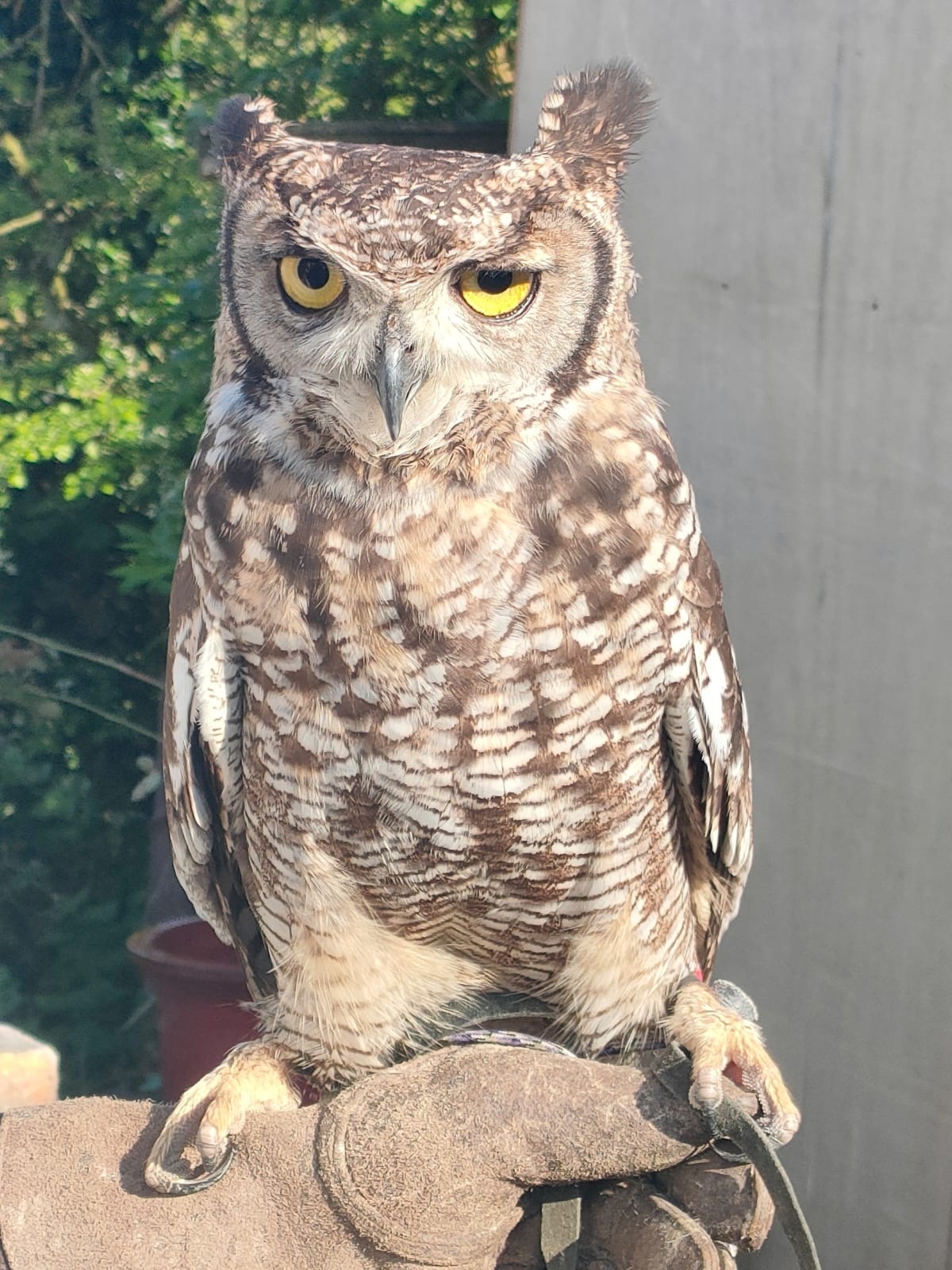 Owls