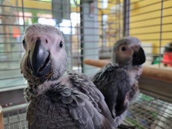African Grey Baby Parrot