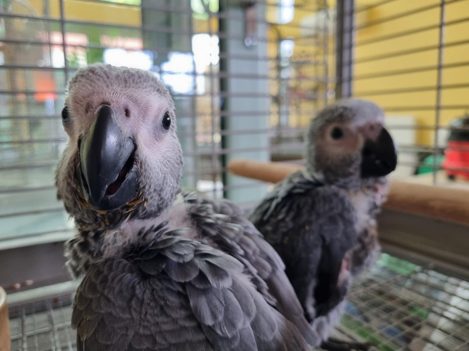 African Grey Baby Parrot in {LOCATION}