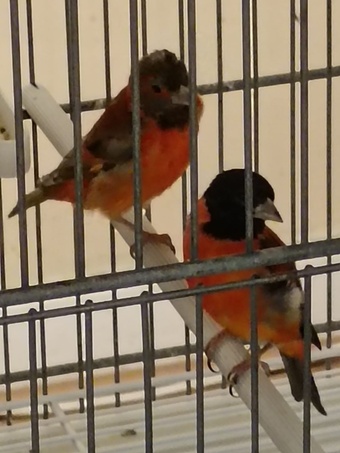 Red siskins pair