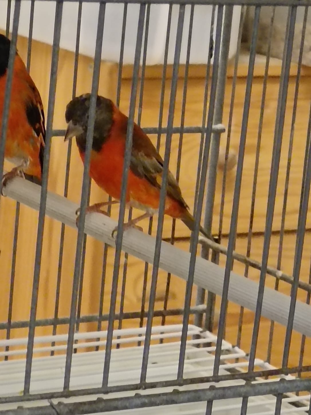 Finches