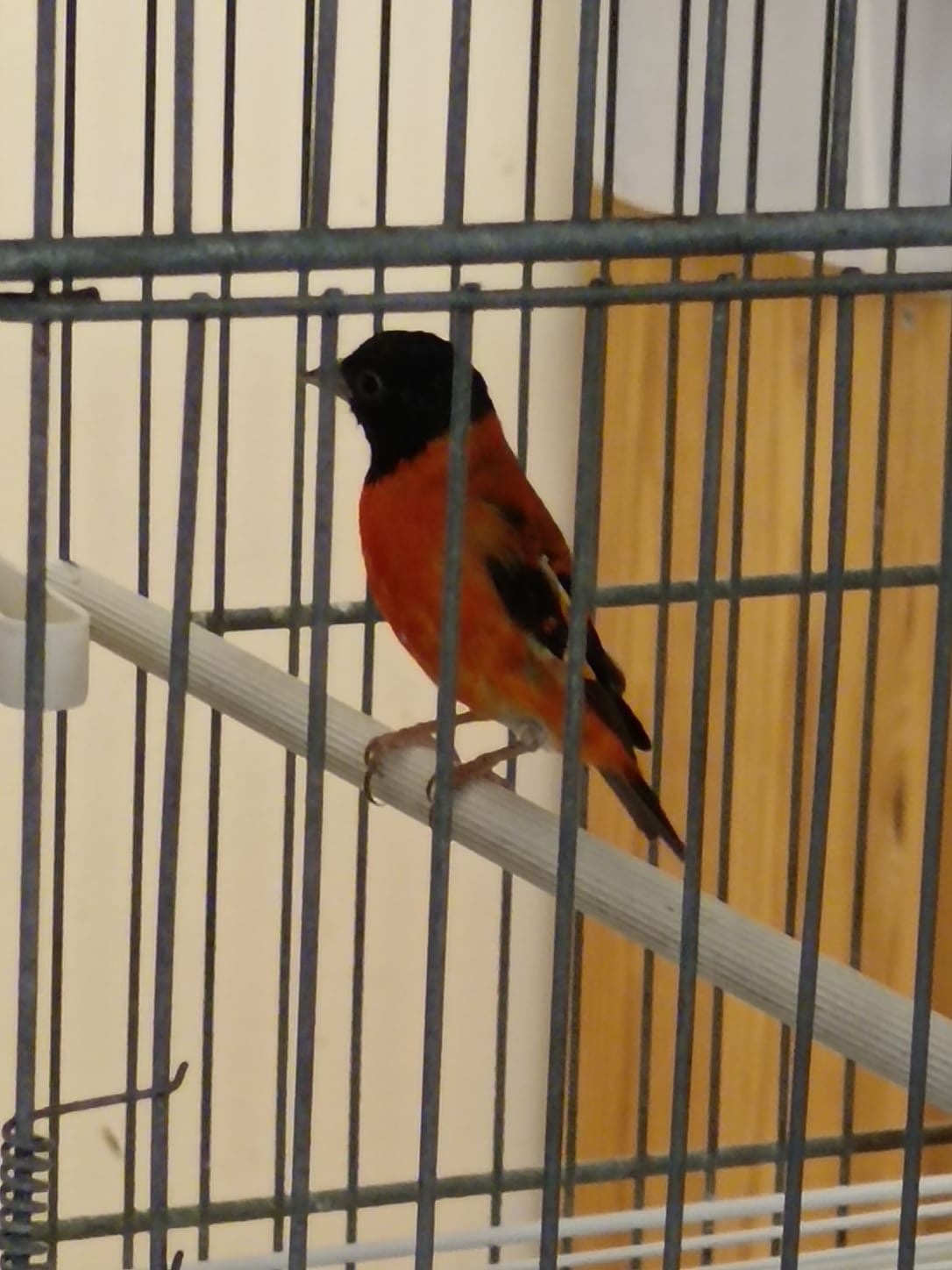 Finches - {TYPE}