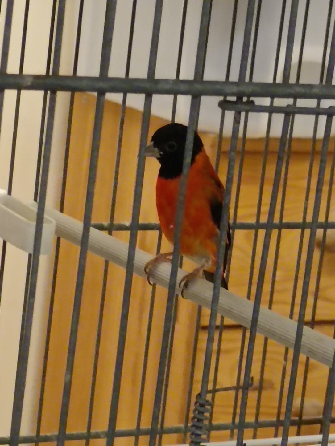 Finches - Red siskins pair