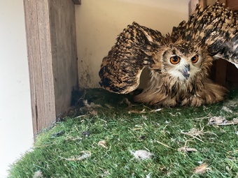 Bengal eagle owls 2026 birds close rung 