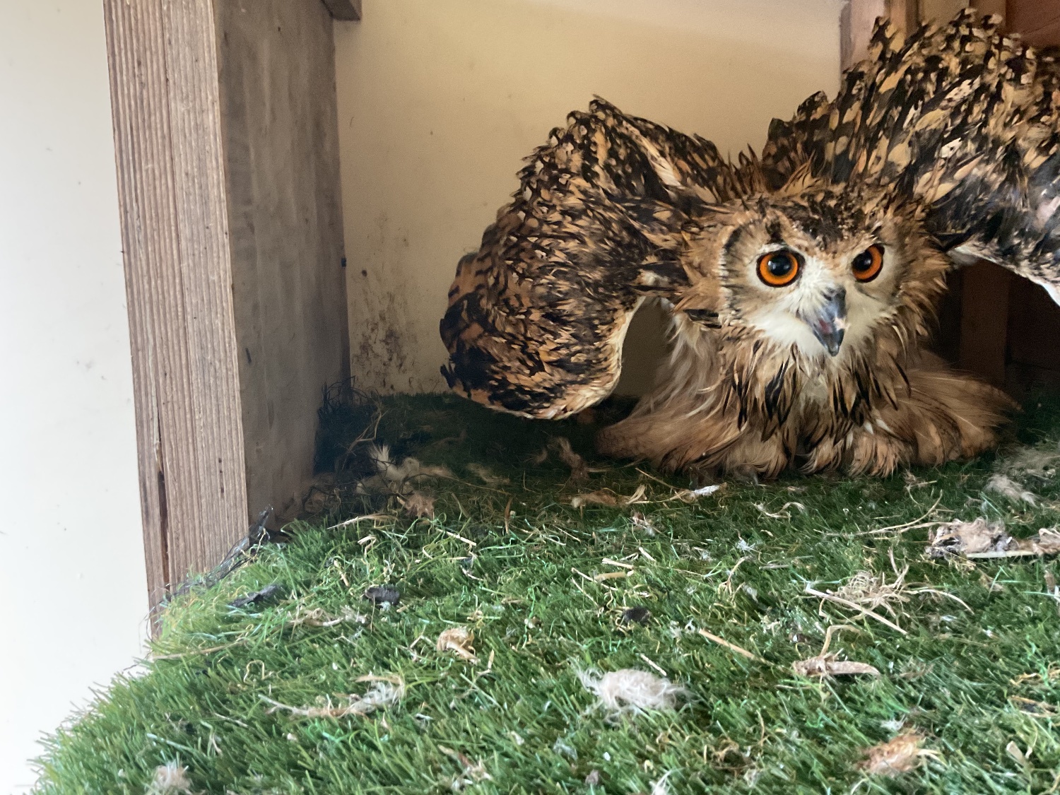 Bengal eagle owls 2026 birds close rung  in {LOCATION}