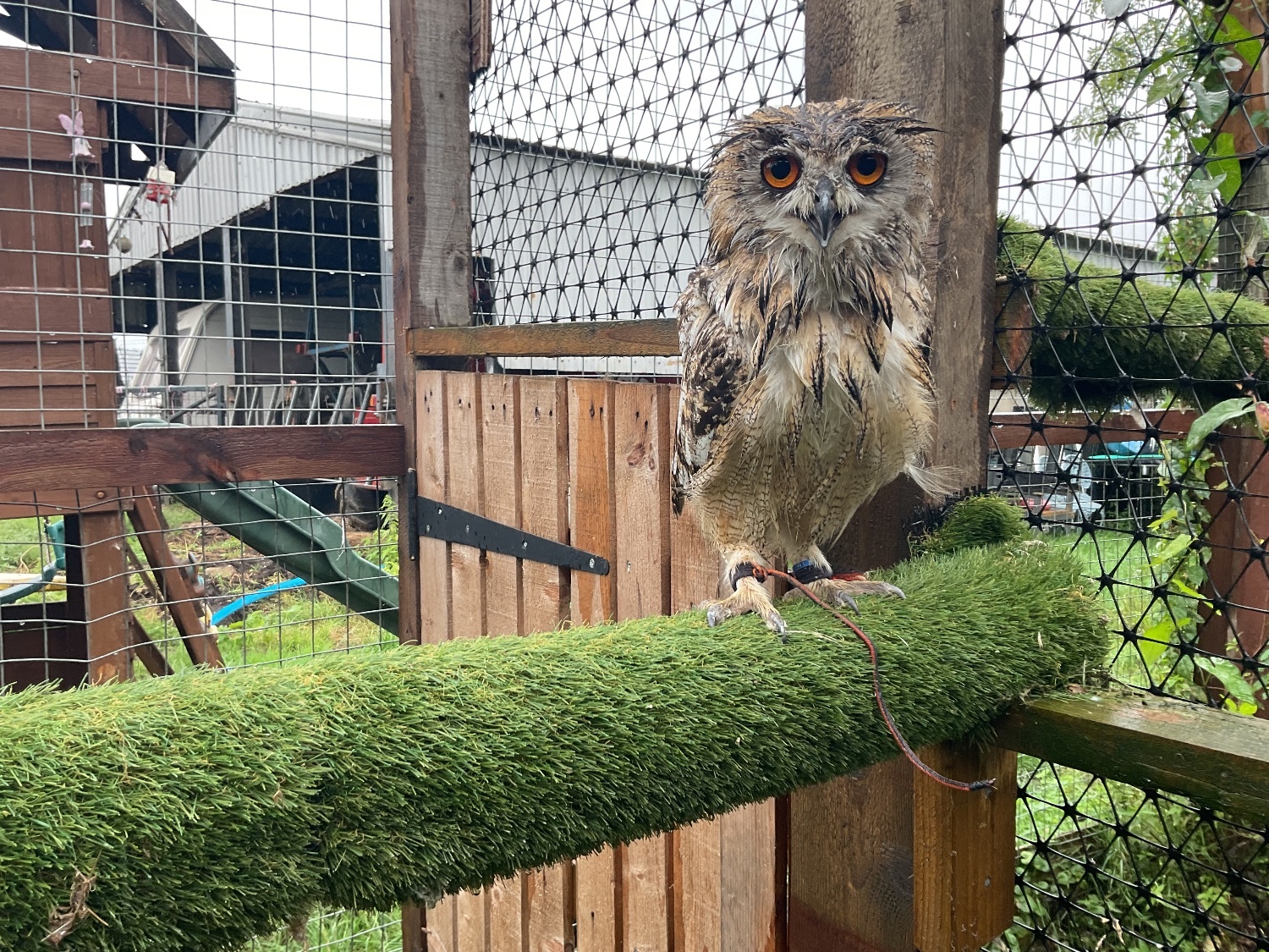 Owls