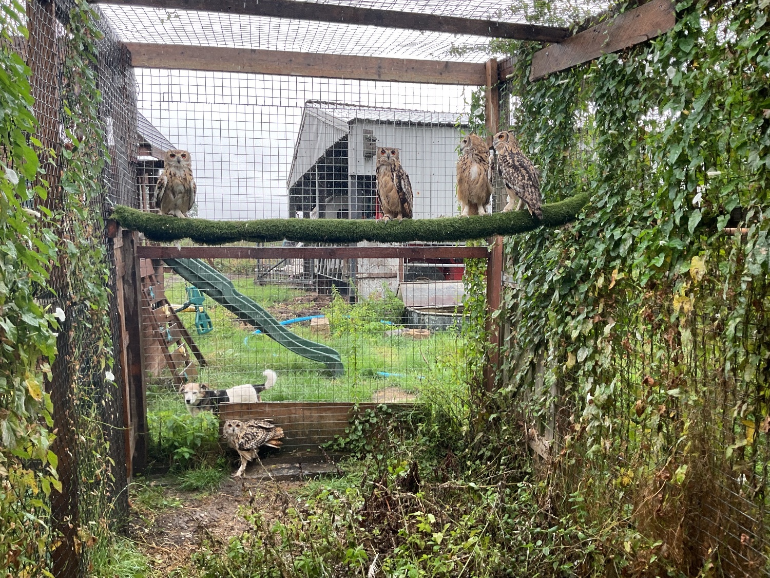 Bengal eagle owls 2026 birds close rung  - Owls