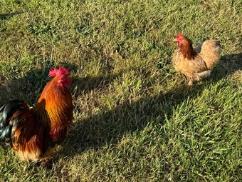 3 hens and rooster for sale 